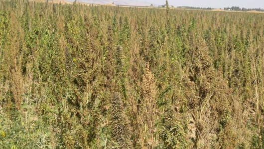 القنب الهندي