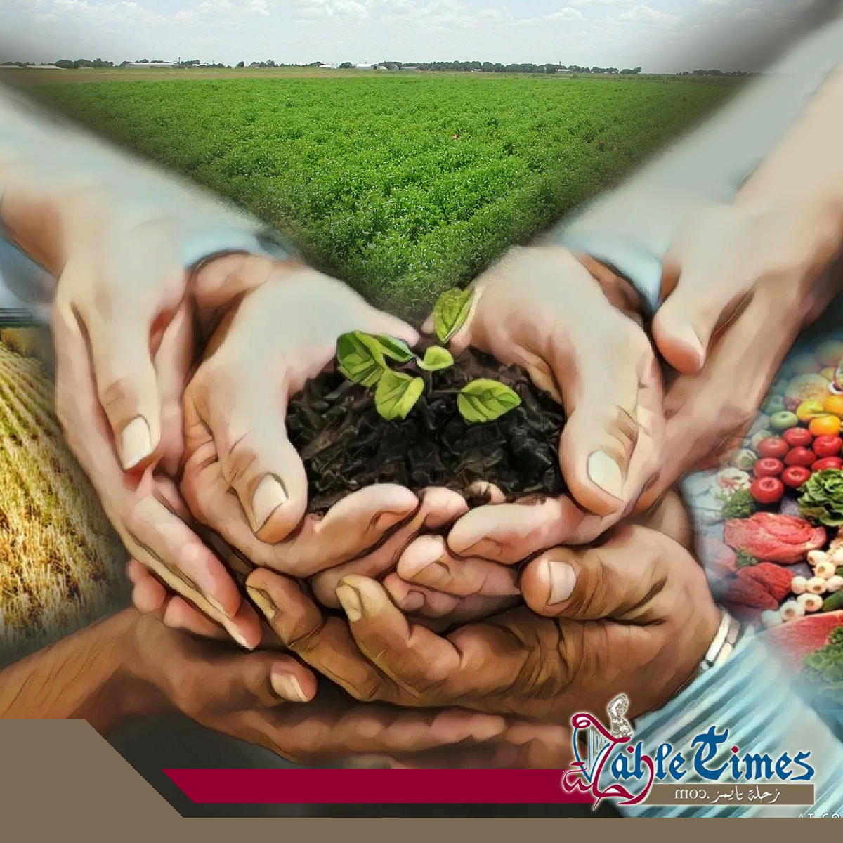 الامن الغذائي